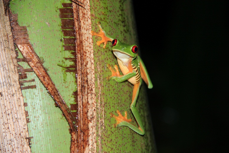 <H3>🦎 Manuel Antonio Jungle Night Tour Itinerary</H3>