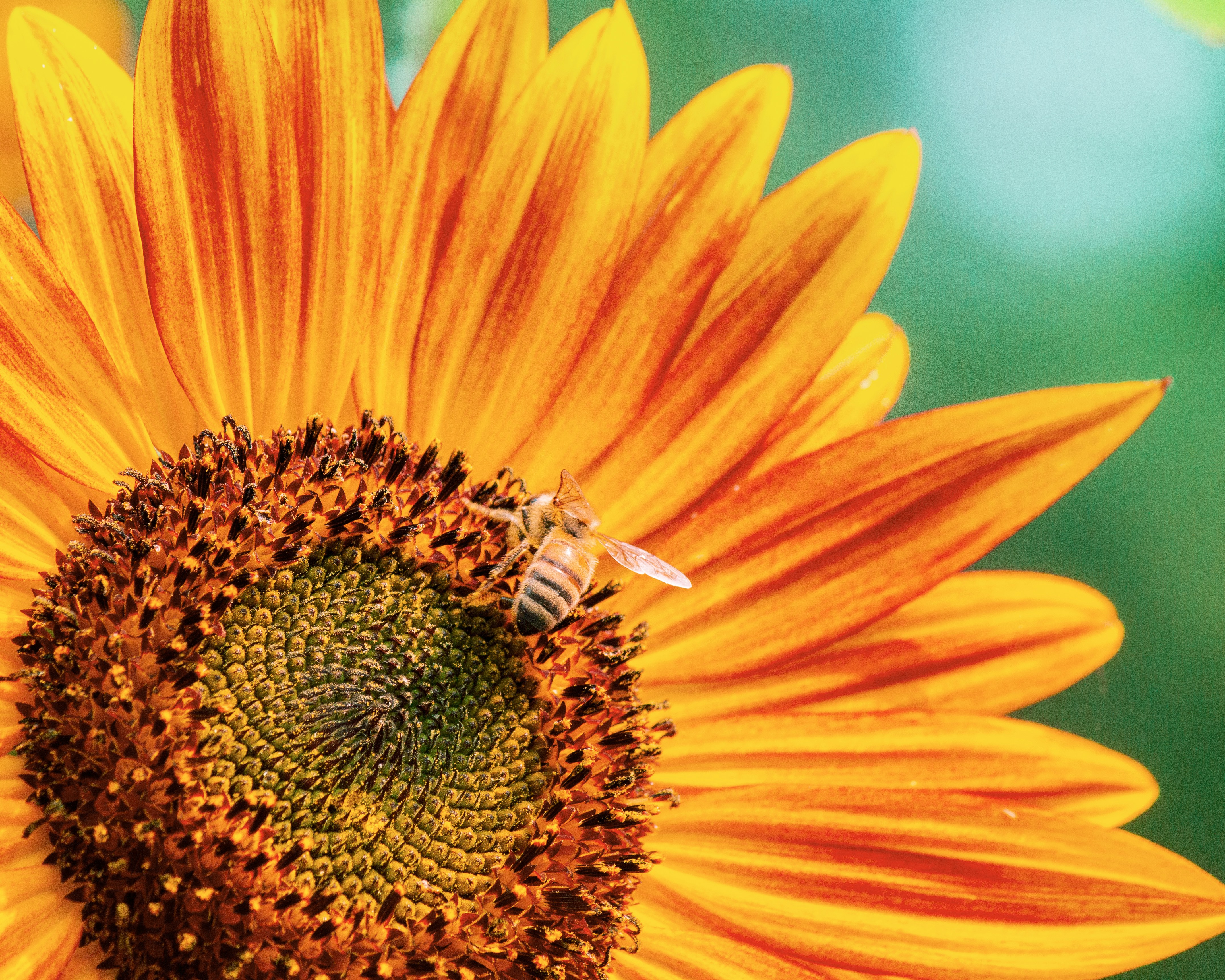 Manuel Antonio Bee Farm Tour Program (2.5 Hours)